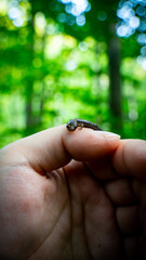 Red Back Salamander on Hand