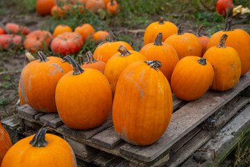 Ripe pumpkins of different varieties growing on farmer field, Pumpkin varieties maturing farmland, golden autumn rich harvest, eco agriculture, farming concept, natural food, organic farming