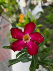 Fototapeta premium pink hibiscus flower