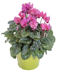 Mini Cyclamen en pot	