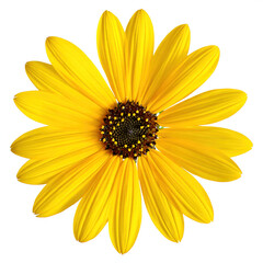 Obraz premium Bright yellow sunflower with dark center isolated on transparent background for floral design and summer themes