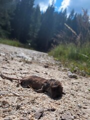 dead small mouse in countryside pathwalk