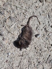dead small mouse in countryside pathwalk