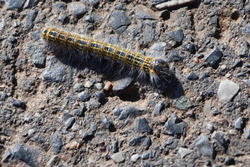 Oak processionary caterpillar closeup crawling on stone ground – Thaumetopoea processionea toxic insect