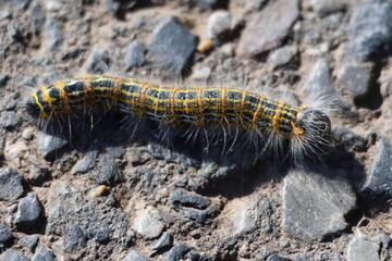 Oak processionary caterpillar closeup crawling on stone ground – Thaumetopoea processionea toxic...