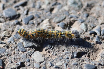 Oak processionary caterpillar closeup crawling on stone ground – Thaumetopoea processionea toxic insect