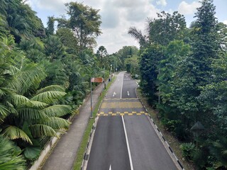 Quiet tropical road surrounded by lush greenery and palm trees on a cloudy day