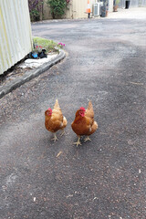Two brown chickens walking on paved road near building