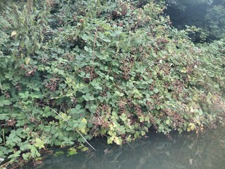 Dense blackberry bushes by a calm riverbank in lush greenery © Julia Jones