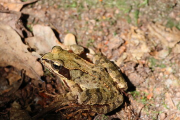 closeup of a wood frog resting in the sun camouflaged on brown forest floor – Lithobates sylvaticus wildlife nature