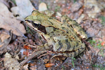 closeup of a wood frog resting in the sun camouflaged on brown forest floor – Lithobates sylvaticus wildlife nature