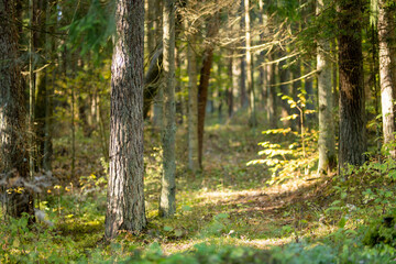 Fototapeta premium Serene Lithuanian forest with tall pines, moss-covered ground, and lush greenery creating a peaceful, untouched atmosphere.