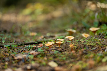 Cluster of small orange mushrooms grows among moss, pine needles, and twigs on the forest floor.