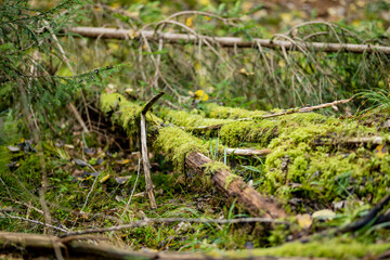 Close-up of mossy forest floor in Lithuania with lichen-covered branches and soft green textures.