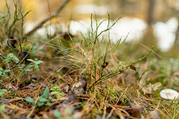 Close-up of mossy forest floor in Lithuania with lichen-covered branches and soft green textures.