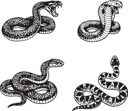 Four Different Snake Illustrations in Black and White snakes serpents