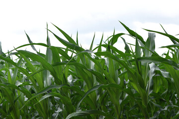 green corn leaves. Corn farm. photo of corn field. concept of good harvest, agricultural. Field of corn in spring or early summer. industrial background. close-up
