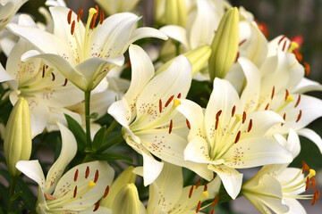 Obraz premium Lilium. white lily field. beautiful lily flower, close-up. delicate white lilies in the garden, in the flowerbed. floral background. blurred green natural background. summer garden