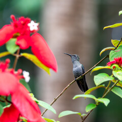 Beija-flor pousado em galho ao lado de flores vermelhas tropicais, ave silvestre brasileira em destaque na natureza