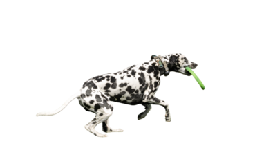 Dalmatian jumping for green toy with ring in mouth isolated on white background playful pet