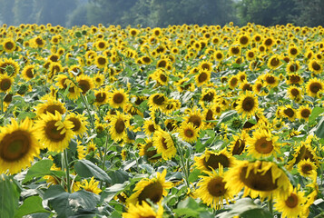 Obraz premium Sunflower Field