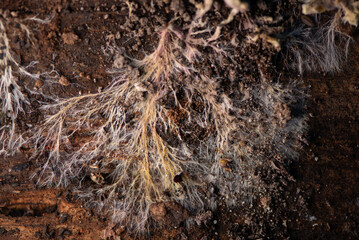 Fungal mycelium natural pattern on an old wooden surface. Fungal mycelium the vegetative part of a fungus, consisting of a network of fine white, yellowish, or slightly pinkish filaments.