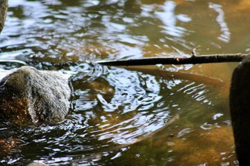 Water Glistens on Rocks in a Serene Stream Surrounded by Lush Greenery During a Bright Sunny Day in a Tranquil Natural Setting