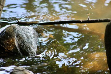 Water Glistens on Rocks in a Serene Stream Surrounded by Lush Greenery During a Bright Sunny Day in a Tranquil Natural Setting