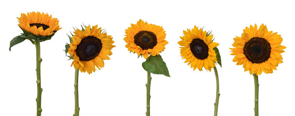 Group Yellow Sunflowers With Stems