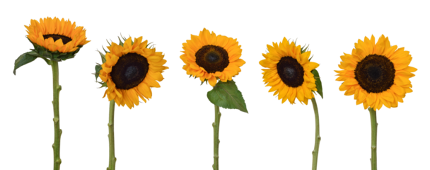 Group of yellow sunflowers with stems and leaves isolated cutout on transparent