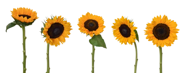 Fotobehang Zonnebloem Group of yellow sunflowers with stems and leaves isolated cutout on transparent  © Julia