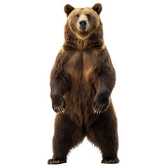 Majestic grizzly bear standing tall on hind legs isolated against black background