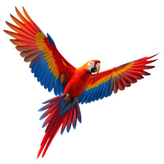 Fototapeta premium Majestic scarlet macaw soaring in flight with vibrant wings spread wide