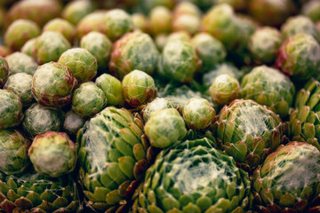 Close-up showcases detailed texture of a beautiful green succulent plant. Close-up shot of a lush green plant with intricate details, creating a mesmerizing display of nature's textures and colors.