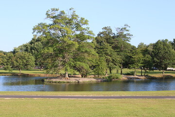 Quiet Afternoon at the Park With a Serene Pond Surrounded by Lush Greenery and Trees in the Sunlight, Perfect for Relaxation and Reflection