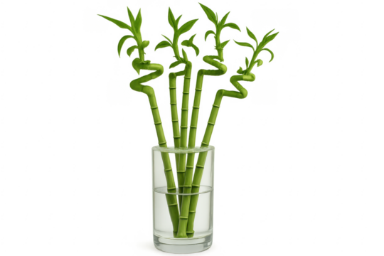 Five lucky bamboo shoots growing in glass vase with transparent background