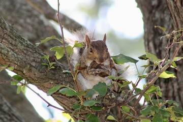 Squirrel Eating Nuts Perched on a Tree Branch Surrounded by Vibrant Green Leaves in a Serene Outdoor Setting
