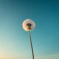 Fototapeta premium dandelion against blue sky