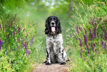 Beautiful hunting spaniel sits among green grass and spring wildflowers. Walking with hunting dog outside the city.