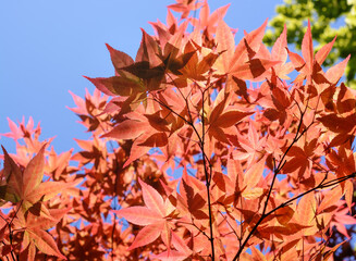 Backlit Japanese maple leaves against blue sky