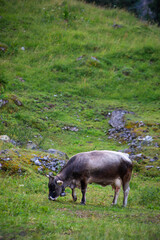 cow grazing in field of grass, vertical