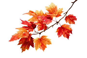 Vibrant autumn leaves on a branch.  