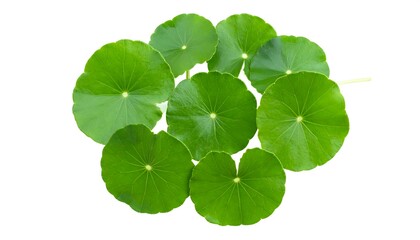 Group of vibrant green round leaves