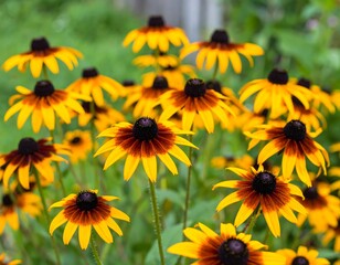 Yellow and brown flowers in garden