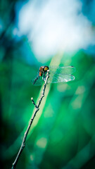 Dragonfly on a Nature Walk