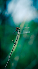 Dragonfly on a Nature Walk