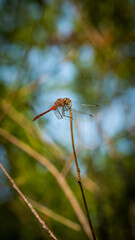 Dragonfly on a Nature Walk