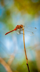 Dragonfly on a Nature Walk
