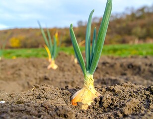 Young onions sprouting in soil