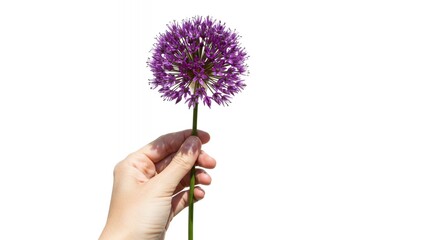 A hand holds a purple allium flower against a white background